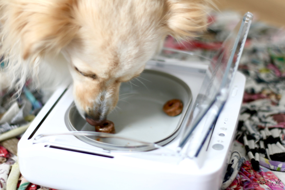 SureFeed SureLap Futterschale Luftdicht Hund Katze automatisch